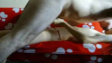 Zara Indo Bugil Toket Montok Sange Panas Paling Brutal